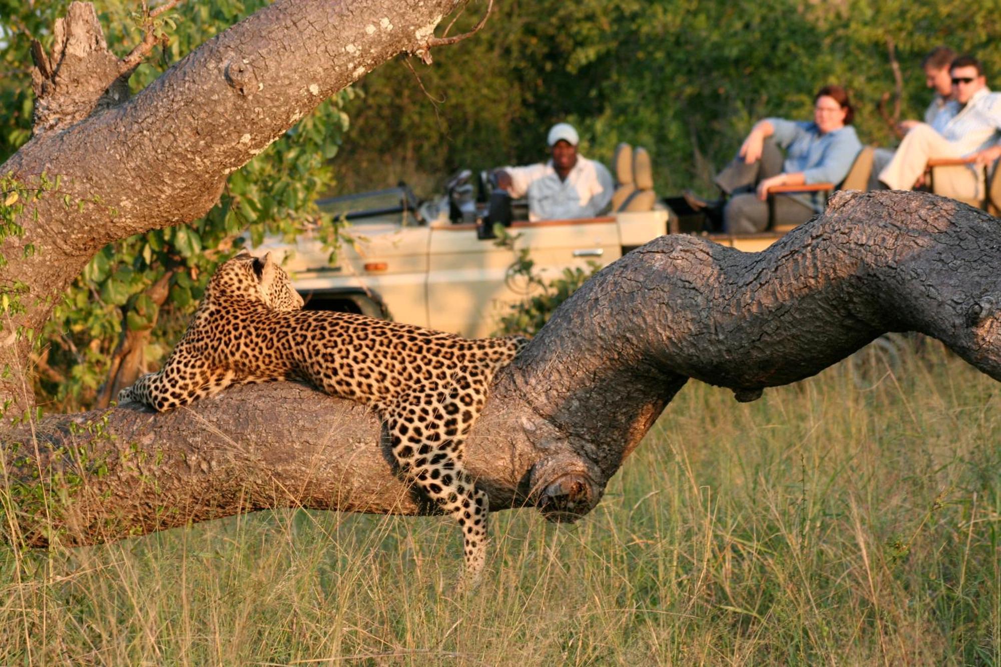 Tintswalo Safari Villa Manyeleti vadrezervátum Kültér fotó