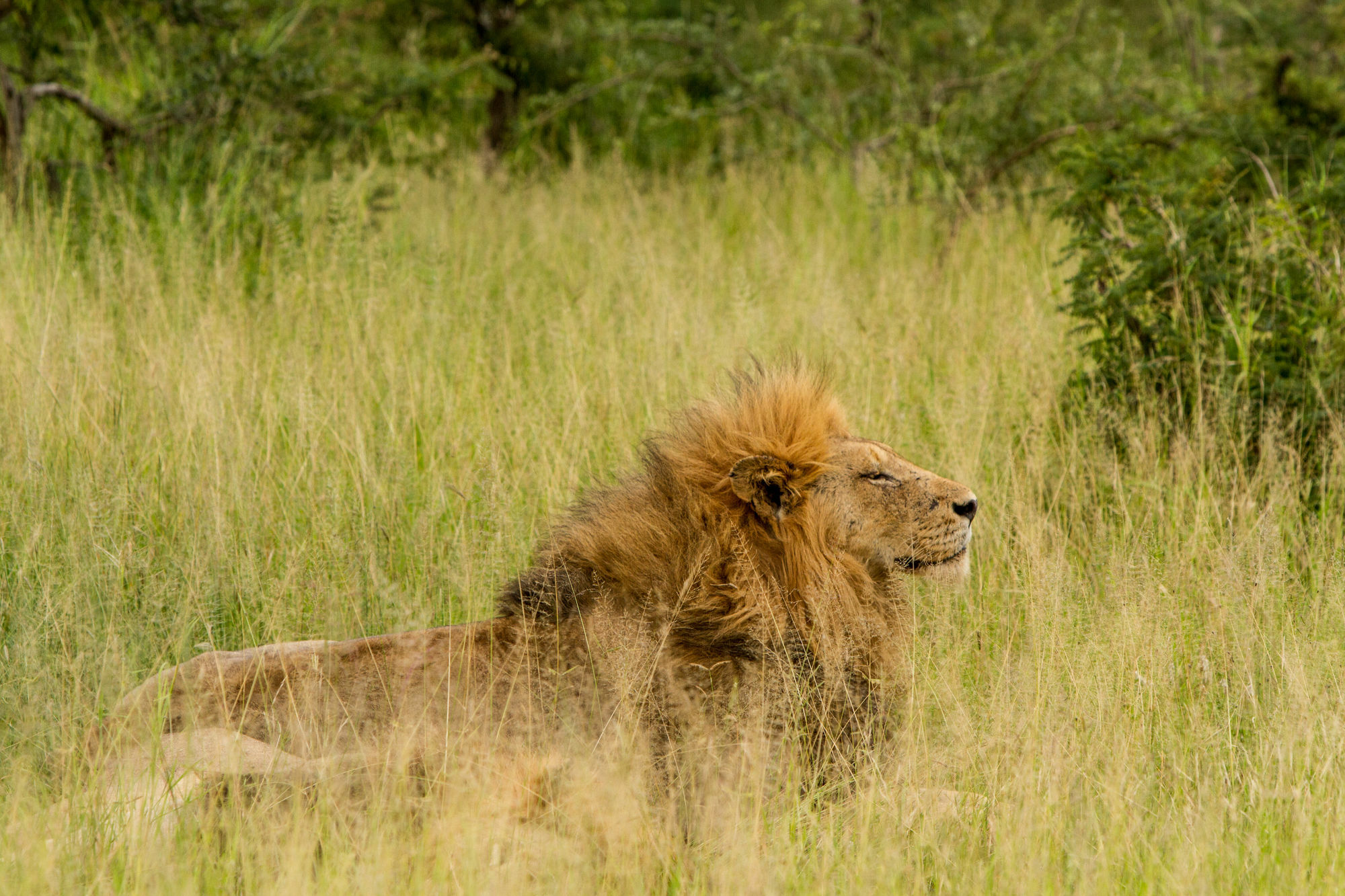 Tintswalo Safari Villa Manyeleti vadrezervátum Kültér fotó