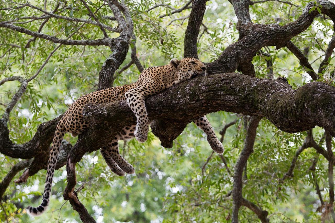 Tintswalo Safari Villa Manyeleti vadrezervátum Kültér fotó